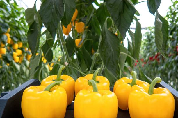 fresh sweet yellow bell peppers, colorful paprika chili. - mexico chili pepper bell pepper pepper imagens e fotografias de stock