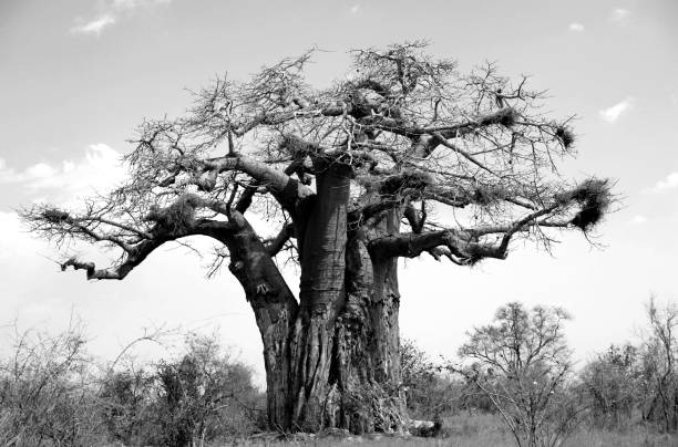 istock Black and white image of baobab tree in Kruger National Park 1444394744