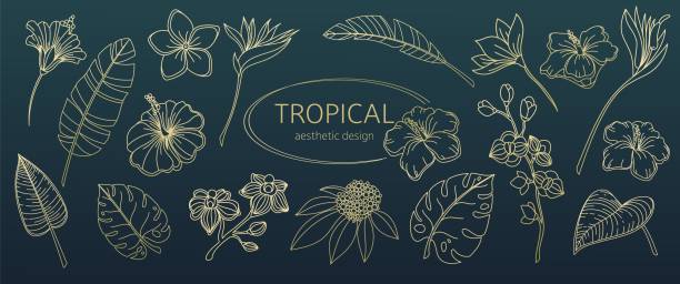 illustrazioni stock, clip art, cartoni animati e icone di tendenza di foglie e fiori dorati dal set di icone della linea tropics - frangipanni