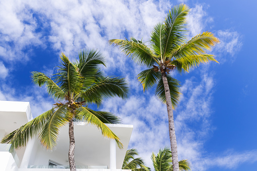 Palm trees near white villa are under blue cloudy sky on a sunny day. Abstract minimal architecture background