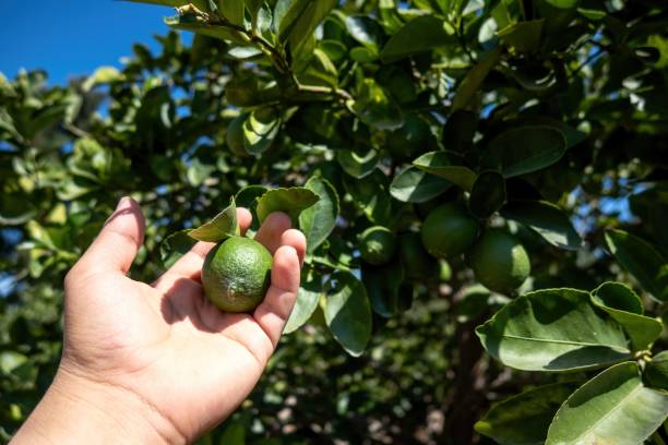 istock Hands picking ripe lemons on plantation 1444395489