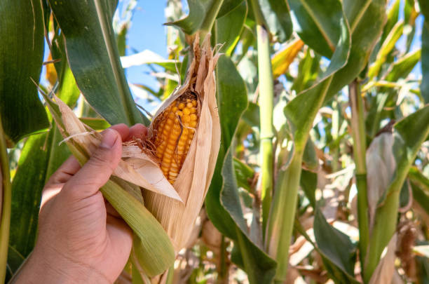 istock Farmer holding corn cobs in hand in corn field. 1444395546