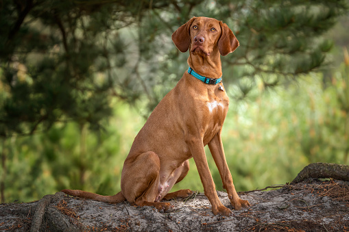 Sprizsla - light fawn colour Vizsla sitting upright under a tree in the forest looking away slightly