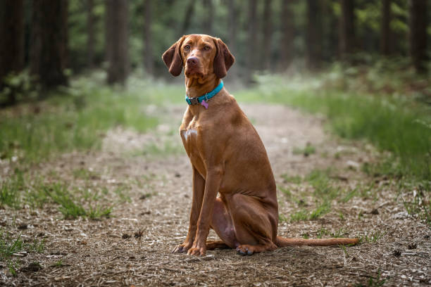 istock Sprizsla - light fawn colour Vizsla sat on a forest path looking at the camera 1444395665