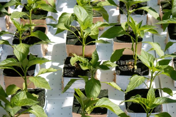 istock close up new leaf ,young seedlings of chilli on tray 1444395736