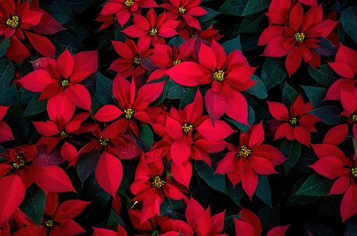 A An arrangement of beautiful poinsettias - Red poinsettia or Christmas Star flower