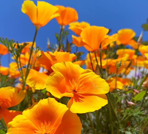 Photo showing a clump of bright orange poppies that have self seeded in an ornamental flower garden.  This variety is a hardy annual named Orange King California Poppy (Latin name: Eschscholzia Californica).