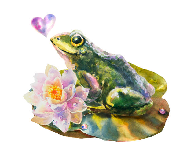 akwarelowa ilustracja lilii wodnej z kroplami rosy i żabą, izolowana na białym tle. - frog water isolated drop stock illustrations