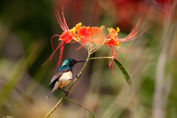 Bird on a flower Bord on a floboyant flower in Sénégal casamance photos stock pictures, royalty-free photos & images