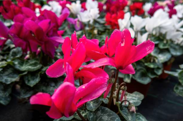 istock Pink red Cyclamen Persicum with green leaves 1444398587