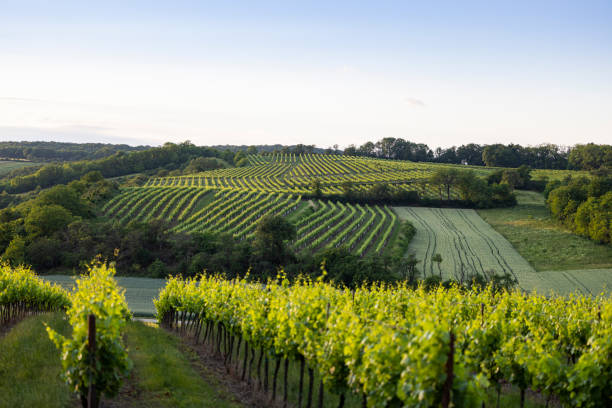 istock vineyards at sunset in lower austria with windbreak 1444400855