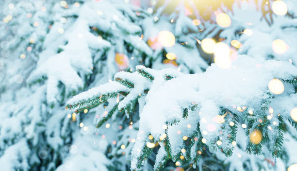 istock Christmas Tree. Cristmas New Year Winter blurred background. Magic winter snow landscape. Christmas greeting card. Christmas lights. Space for text. 1444402894
