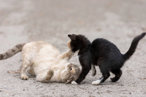 istock street kittens 1444405684