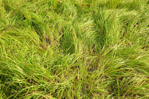 istock Close up Green Field Texture Background. 1444405900