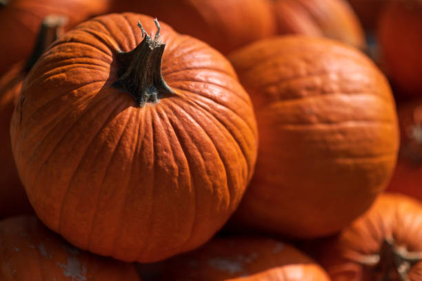 Free Stock Photo of Stack of bright orange pumpkins in close-up view ...
