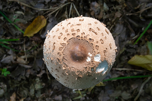 Cap of parasol mushroom Macrolepiota procera with original pattern of brown scales in circles, in background of dark dry leaves which highlight silver color of the cap. Top view.