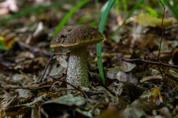 istock Edible mushroom Leccinum pseudoscabrum in deciduous forest. Known as Hazel Bolete. Wild mushroom growing in the leaves 1444409299