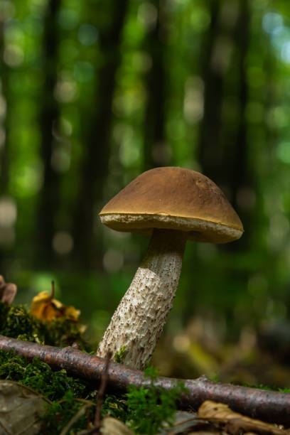 istock Edible mushroom Leccinum pseudoscabrum in deciduous forest. Known as Hazel Bolete. Wild mushroom growing in the leaves 1444409341