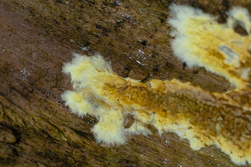 Warped orange crust fungus, Leucogyrophana mollusca On rotten wood.