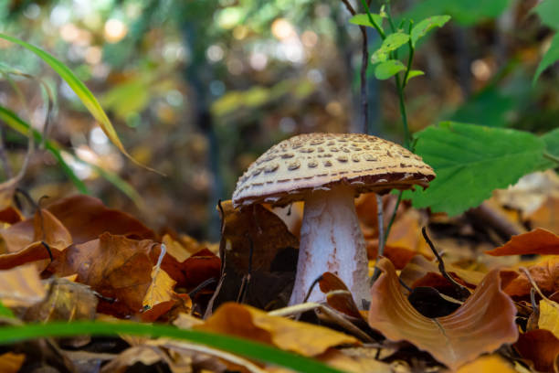 this mushroom is an amanita rubescens and it grows in the forest this mushroom is an amanita rubescens and it grows in the forest. amanita rubescens stock pictures, royalty-free photos & images