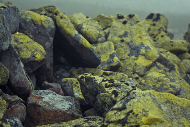 istock Big stones covered with moss landscape photo 1444411089