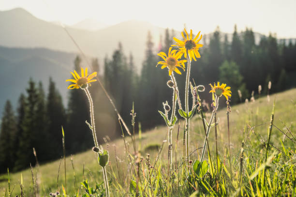 istock Close up dwarf sunflowers concept photo 1444411095