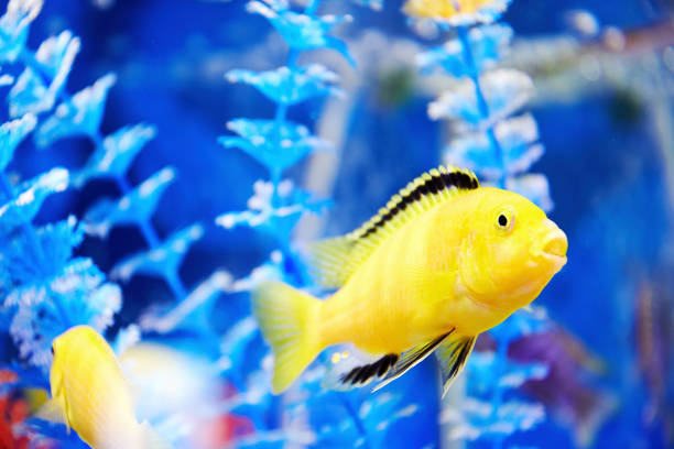 small yellow fish floating across blue seaweed. home aquarium - imperial angelfish imagens e fotografias de stock