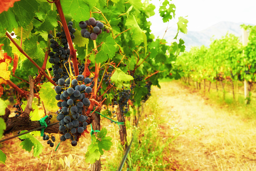 Ripe vine of red grapes on a green bush. Sunlit vinery plantation