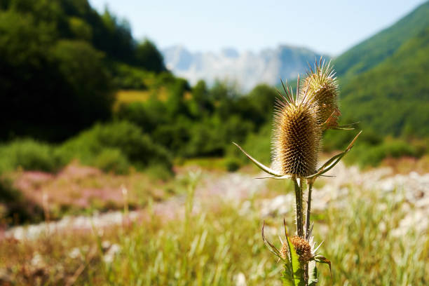 Scottish Thistle