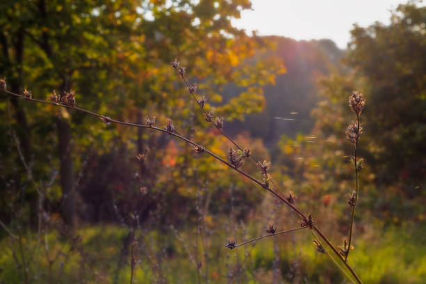 Wald