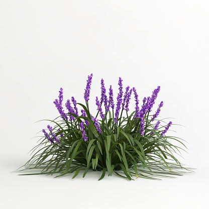 3d illustration of liriope muscari isolated on white background