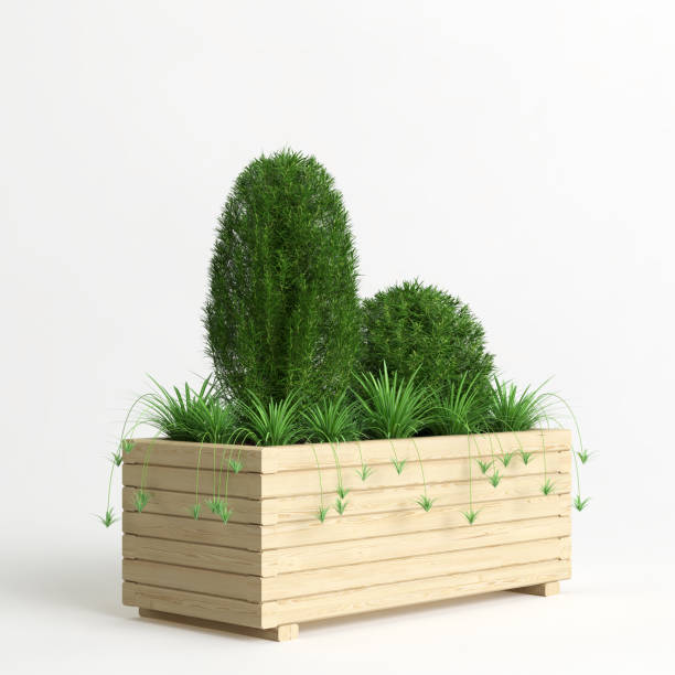 istock 3d illustration of potted plants isolated on white background 1444413420