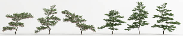 istock 3d illustration of set elaeocarpus hainanensis tree isolated on white background 1444414049