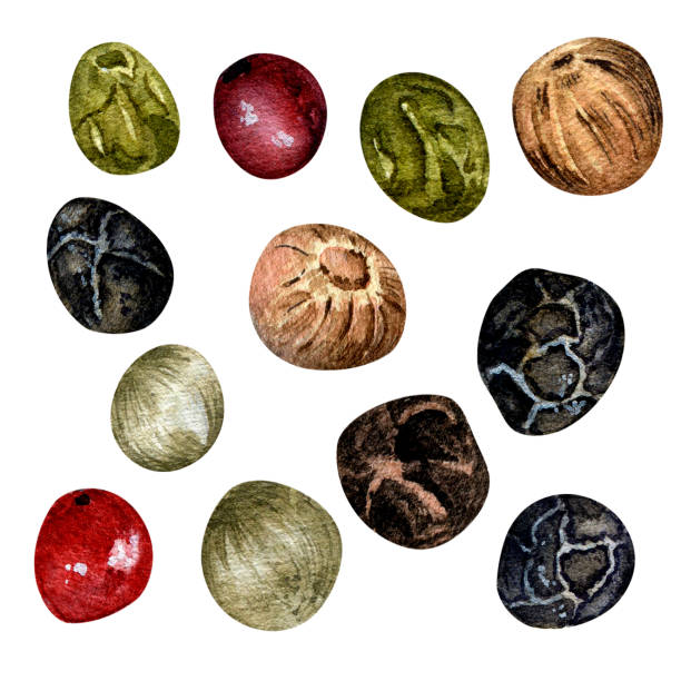 istock Set of peppercorns watercolor illustration isolated on white background. 1444415032