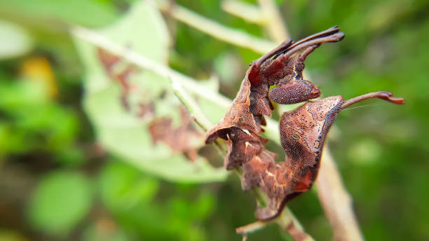 Defense pose of weird and wonderful larva of moth. Lobster moth (Stauropus fagi), Slective focus, High quality photo