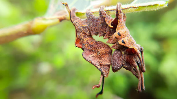 Defense pose of weird and wonderful larva of moth in the forest. Lobster moth (Stauropus fagi), Slective focus, High quality photo
