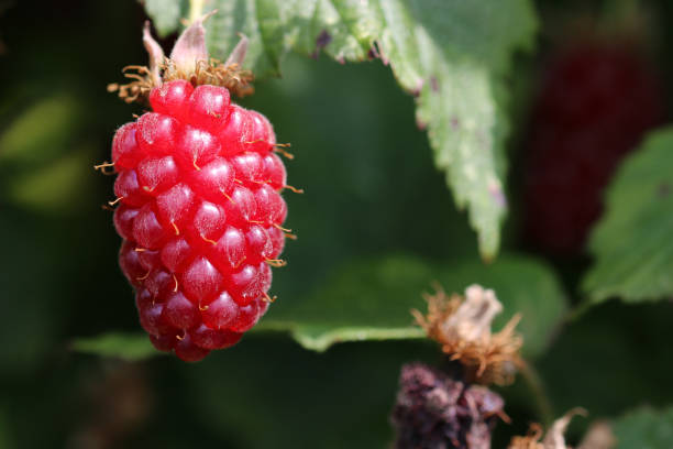 istock Cultivated ripe tummelberry fruit in close up 1444417046