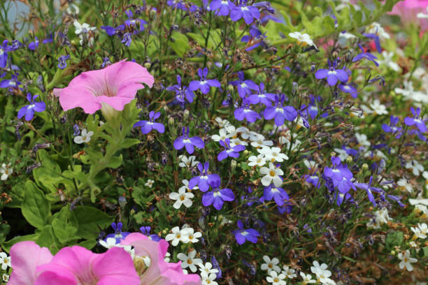 istock Flowers in a hanging basket in close up 1444417114