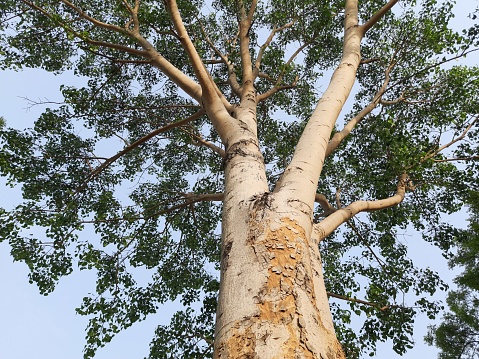 Giant Ficus religiosa tree in India. It's other name bodhi tree, pippala tree, peepul tree or ashwattha tree. This is the tree under which Gautama Buddha is believed to have attained enlightenment.