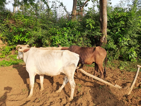 Ploughing with oxen and wooden plough.  An Indian farmer plows with a pair of oxen. Soil is being dug with a plow. Agriculture activity.