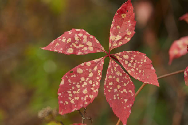 autumn leaf in yellow spots in the park shot close-up
