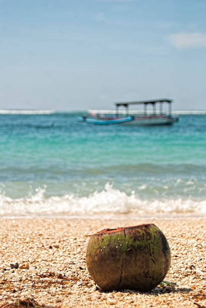 coconut on white sandy beach with turquoise sea background