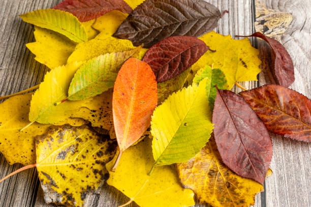 istock leaf with autumn colors on old wood background 1444420672