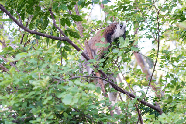 istock Lemur eating leaves behind the trees 1444423986