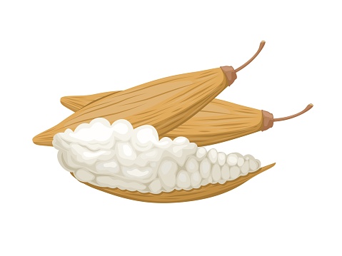 Vector illustration, Kapok or Ceiba pentandra also called Cotton tree white silk, white fiber for making pillows, isolated on a white background.