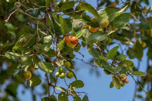 maduración ziziphus spina-christi frutos entre hojas de cerca. israel - christs fotografías e imágenes de stock