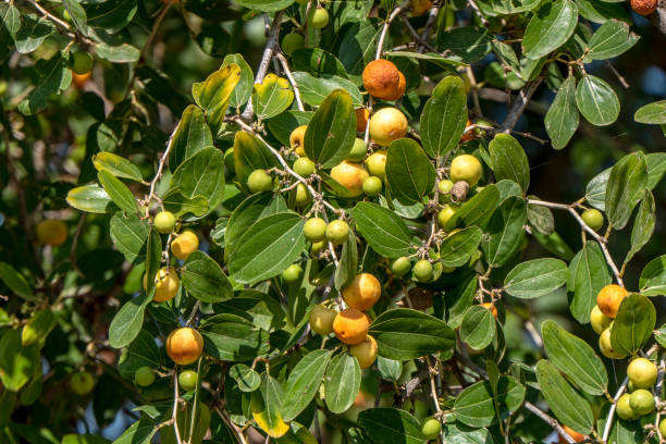 ziziphus spina-christi 숙성 나뭇잎 클로즈업 사이의 과일. 이스라엘 - christs 뉴스 사진 이미지