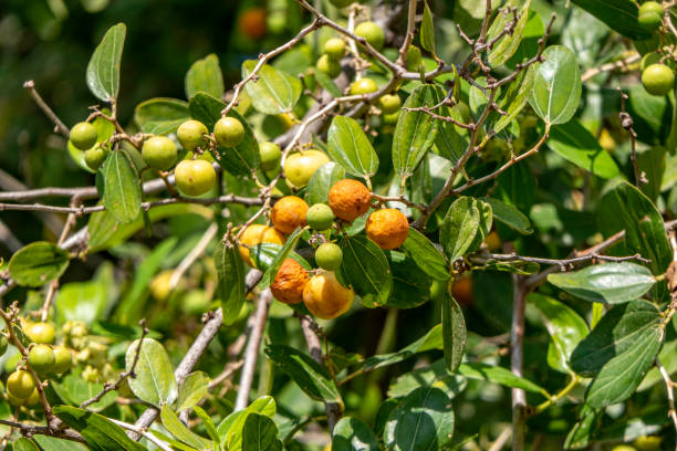 ziziphus spina-christi 숙성 나뭇잎 클로즈업 사이의 과일. 이스라엘 - christs 뉴스 사진 이미지