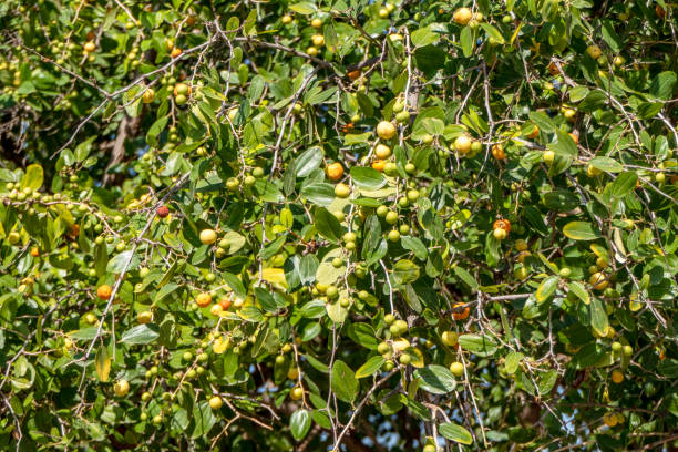 ziziphus spina-christi mûrissant fruits parmi les feuilles en gros plan. israël - christs photos et images de collection