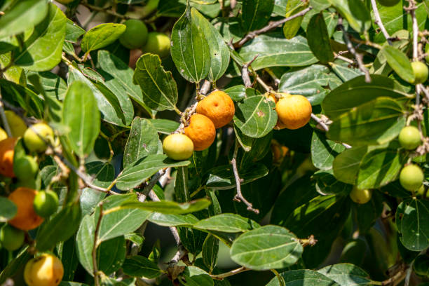 maduración ziziphus spina-christi frutos entre hojas de cerca. israel - christs fotografías e imágenes de stock